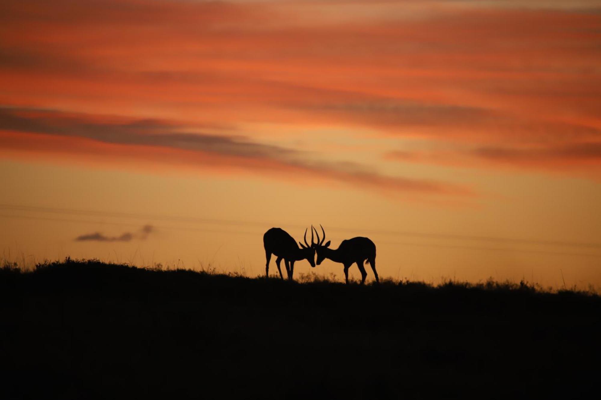 The Ranch House At African Safari Lodge Grahamstown Buitenkant foto
