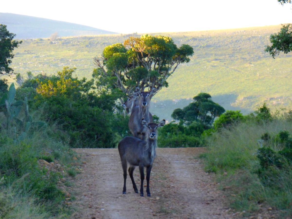The Ranch House At African Safari Lodge Grahamstown Buitenkant foto