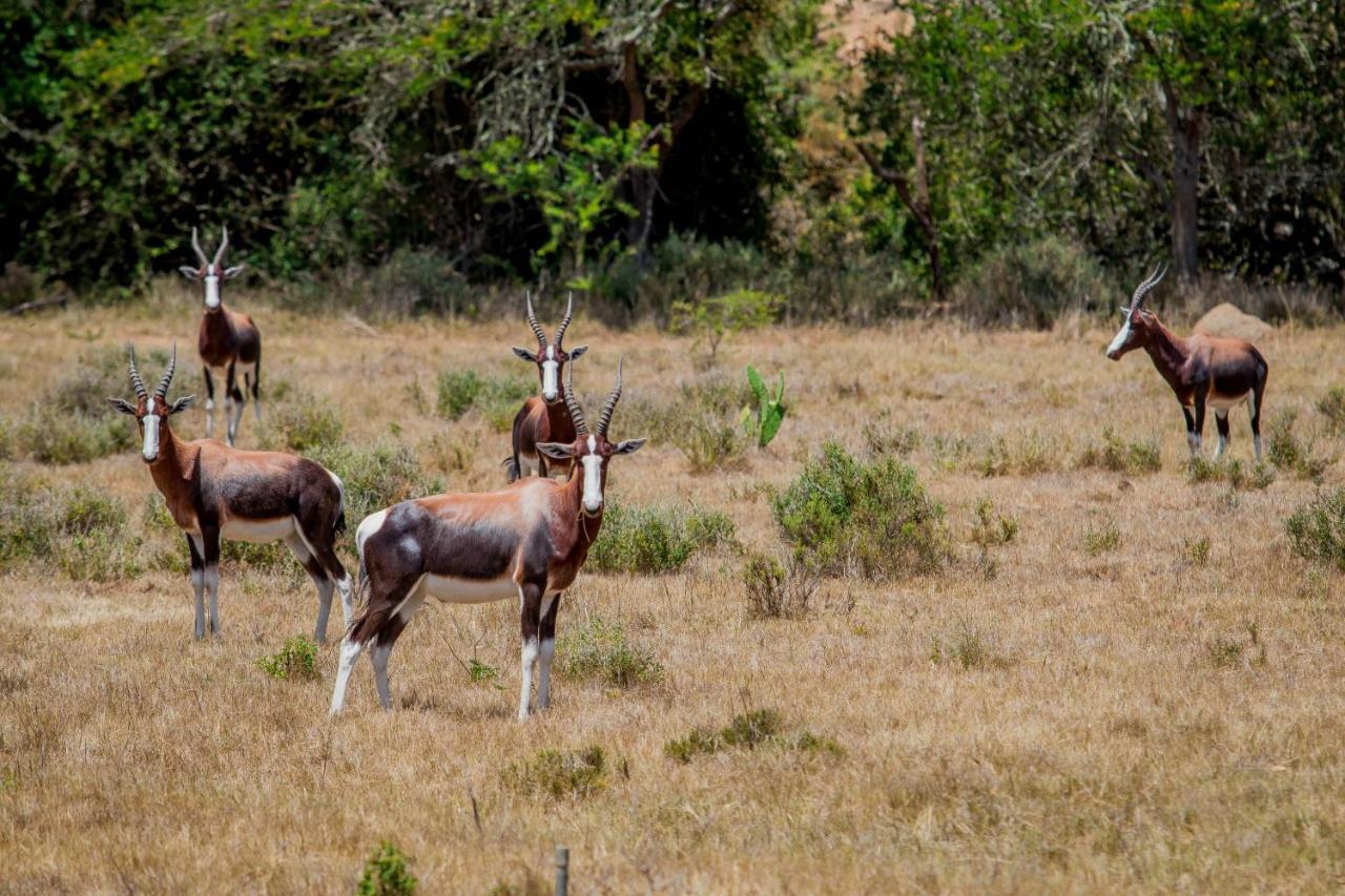 The Ranch House At African Safari Lodge Grahamstown Buitenkant foto